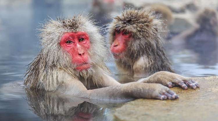 Snow Monkey Park